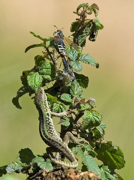 Lucertole toscane